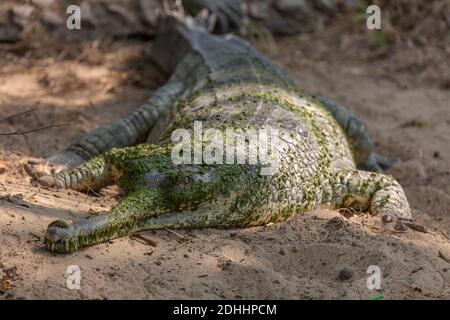 Indian crocodile also known as Gharial in close up view at wildlife sanctuary