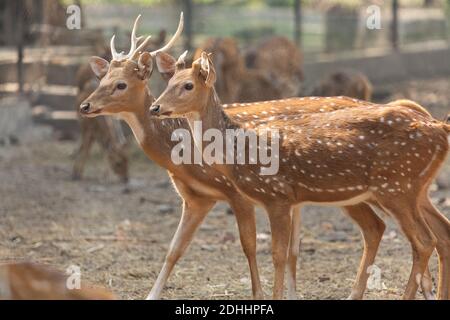 Axis deer herd also known as spotted deer or Chital deer at Indian wildlife reserve Stock Photo