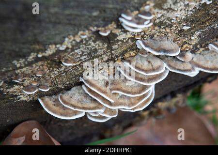 Layers of mushrooms on a dead tree Stock Photo