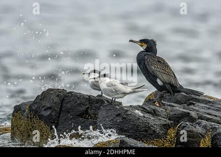 Group of Seabirds perched on rocks in the North Sea, Northumberland. Stock Photo