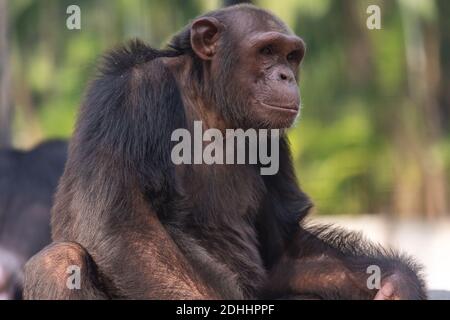 Chimpanzee ape in close up portrait view shot at an Indian animal sanctuary