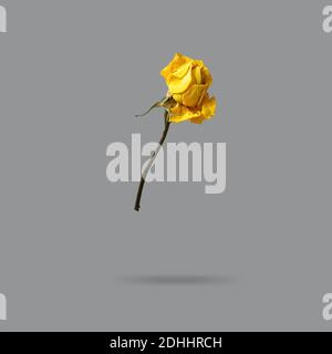 beautiful yellow dry rose fly on gray background isolated, color 2021. Stock Photo