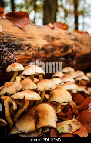 A selective focus shot of a group of mushrooms in an autumn forest Stock Photo