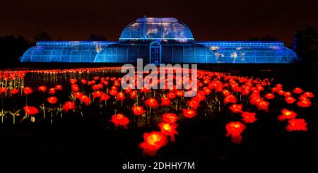 The Palm house is lit up with the rose garden installation during Christmas at Kew at the Royal Botanic Gardens in Kew, London. Stock Photo