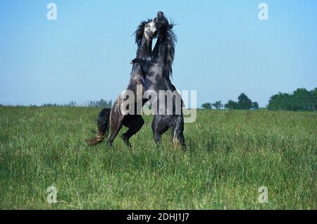 Lusitano Horse, Stallions fighting Stock Photo