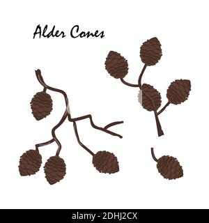 A branch of alder with cones isolated on white background. Vector illustration. Branch of Alnus glutinosa, the common alder Stock Vector