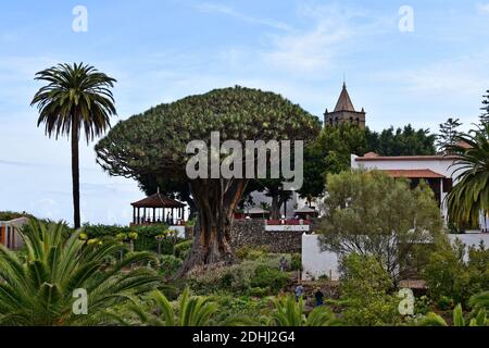 Tenerife, Canary Islands, Spain - April 04, 2018: Unidentified tourists and the oldest dragon tree situated in Icod de los Vinos village Stock Photo