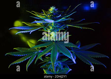 Green plant of female marijuana on black background with colorful neon led light. Hemp plant with big leafs. New trendy fresh look of marijuana concep Stock Photo