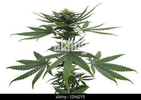 Green Plant of female marijuana isolated on white background for medical use with a high content of CBD THC Stock Photo
