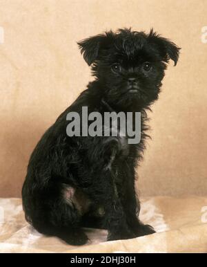 Affenpinscher Dog, Pup sitting Stock Photo