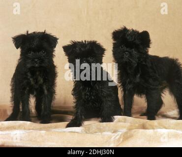 Affenpinscher Dog, Pup sitting Stock Photo