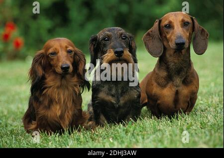 Wire-Haired and Smoot-Haired and Long-Haired Dachshund standing on Lawn Stock Photo