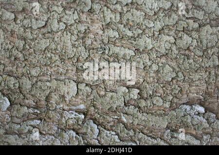 abstract backgrounds: texture of an midaged spruce tree bark (35 years) Stock Photo
