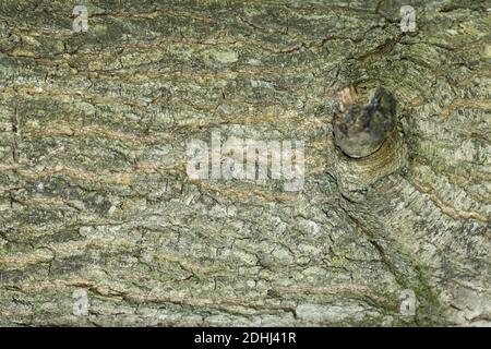 abstract backgrounds: oak tree pattern with the remainder of an branch Stock Photo