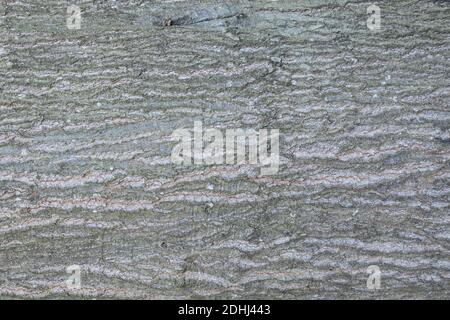 abstract backgrounds: bark texture of an midaged oak tree ( 35 years old) Stock Photo