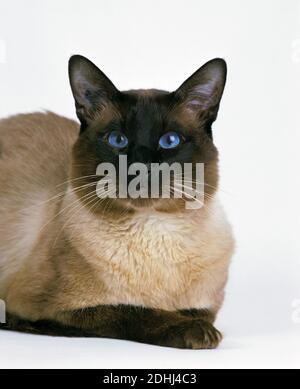 Balinese Domestic Cat laying against White Background Stock Photo