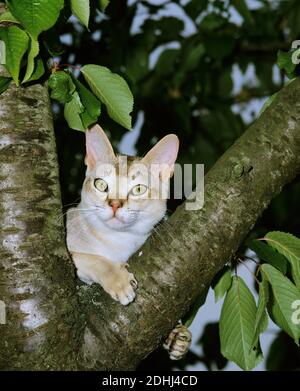 Singapura Domestic Cat, Adult perched in Tree Stock Photo