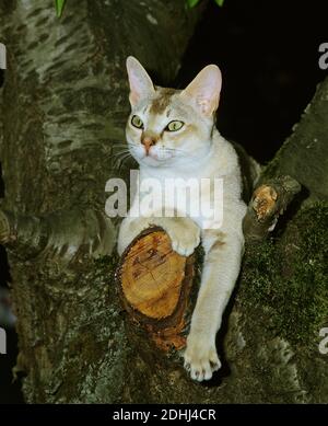 Singapura Domestic Cat, Adult perched in Tree Stock Photo