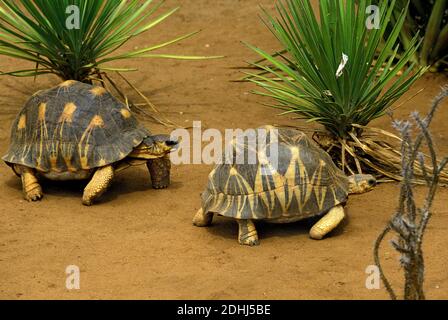 Madagascar Radiated Turtoise, geochelone radiata, Madagascar Stock Photo