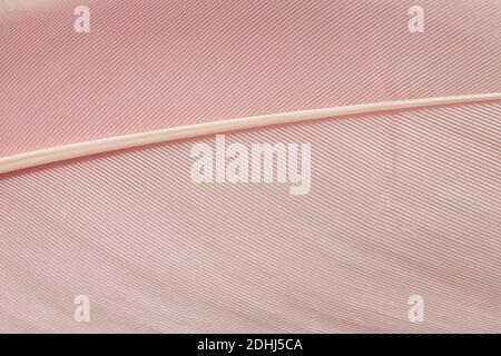 Feather texture close-up. Abstract background. Pastel pink color backdrop Stock Photo