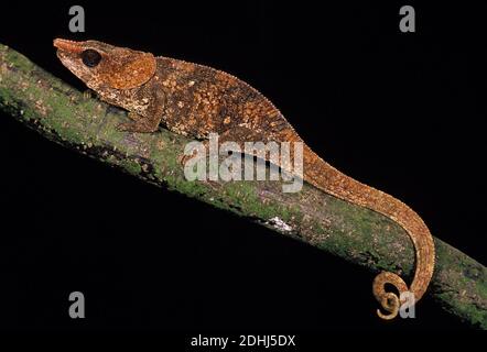 Short-Horned Chameleo, calumma brevicornis, Adult standing on Branch against Black Background Stock Photo
