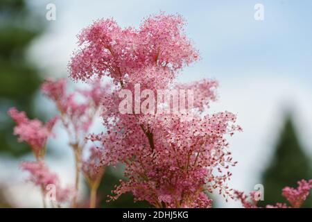 Delightful Meadow Sweet flowers bursting with clusters of bright pink petals. Stock Photo