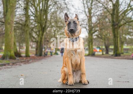 Stourbridge, UK. 11th December, 2020. UK weather: today sees remarkably mild weather for December. It draws in Bud, a 19-week old Belgian Shepherd Malinois dog, into a West Midlands park for some obedience training with his owner. Under a command of 'Stay', he is patiently sitting upright, sitting to attention waiting for his master's voice. Credit: Lee Hudson/Alamy Live News Stock Photo