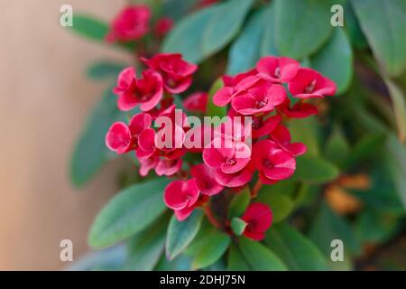 Euphorbia milii (crown of thorns). Plant in flowerpot. Christmas flower Stock Photo