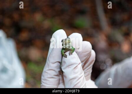 Mauritius Lowland Day Gecko (Phelsuma guimbeaui), Mauritius Stock Photo