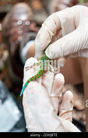 Mauritius Lowland Day Gecko (Phelsuma guimbeaui), Mauritius Stock Photo