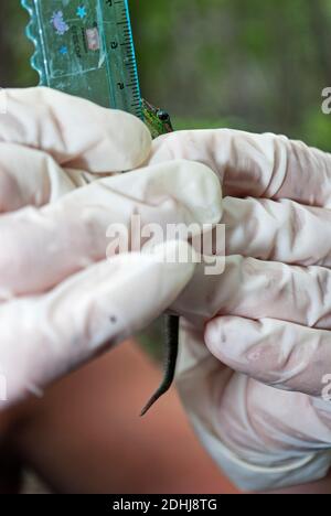 Mauritius Lowland Day Gecko (Phelsuma guimbeaui), Mauritius Stock Photo