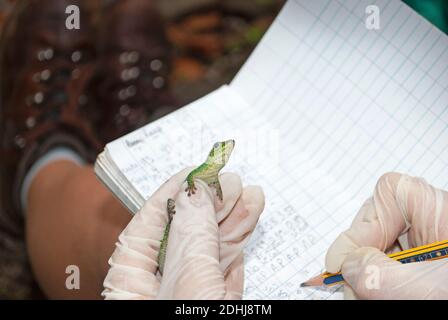 Mauritius Lowland Day Gecko (Phelsuma guimbeaui), Mauritius Stock Photo