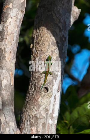 Mauritius Lowland Day Gecko (Phelsuma guimbeaui), Mauritius Stock Photo