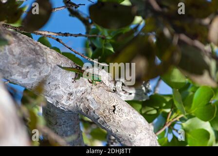 Mauritius Lowland Day Gecko (Phelsuma guimbeaui), Mauritius Stock Photo