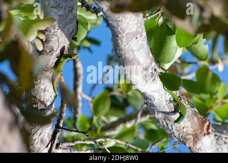 Mauritius Lowland Day Gecko (Phelsuma guimbeaui), Mauritius Stock Photo