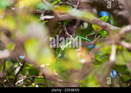 Mauritius Lowland Day Gecko (Phelsuma guimbeaui), Mauritius Stock Photo