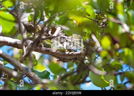 Mauritius Lowland Day Gecko (Phelsuma guimbeaui), Mauritius Stock Photo