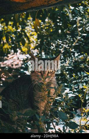 stray cat hiding in a corner of the city on a summer day Stock Photo