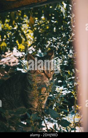 stray cat hiding in a corner of the city on a summer day Stock Photo