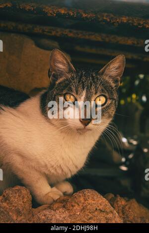 stray cat hiding in a corner of the city on a summer day Stock Photo