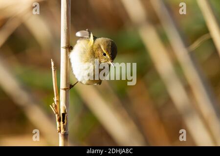A selective focus shot of a small willow warbler with a white belly on a branch Stock Photo