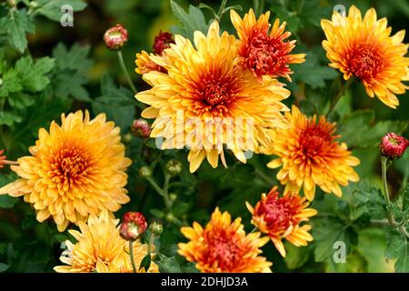 Bushes with flowers of yellow-orange chrysanthemums in the garden in autumn Stock Photo