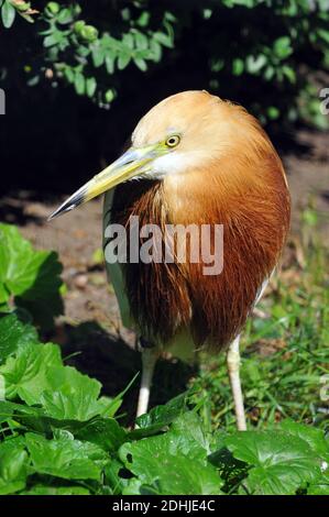 Javan pond heron, Prachtreiher, Ardeola speciosa, indonéz üstökösgém Stock Photo