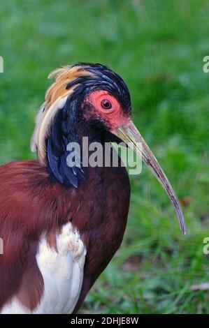 Madagascar crested wood ibis (Lophotibis cristata) preening, endemic to ...