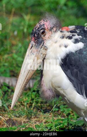 Marabou stork, Marabu, Marabout d'Afrique, Leptoptilos crumeniferus, afrikai marabu Stock Photo