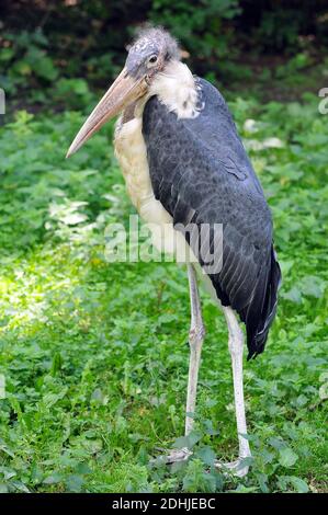 Marabou stork, Marabu, Marabout d'Afrique, Leptoptilos crumeniferus, afrikai marabu Stock Photo