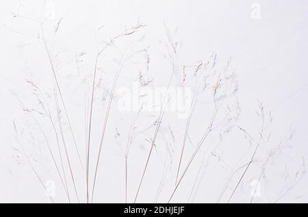 Elegant fracile dry fluffy grass straw on white wood board, top view,  pattern. Stock Photo