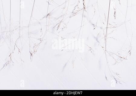 Elegant fracile dry fluffy grass straw on white wood board, top view,  pattern. Stock Photo