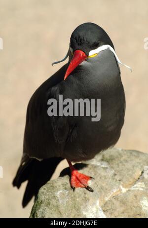 Inca tern, Inkaseeschwalbe, Larosterna inca, inka csér Stock Photo