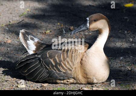 Swan goose, Schwanengans, Anser cygnoides, kínai hattyúlúd, Vulnerable Stock Photo